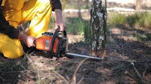 Best Emergency Tree Removal  in Fruitville, FL